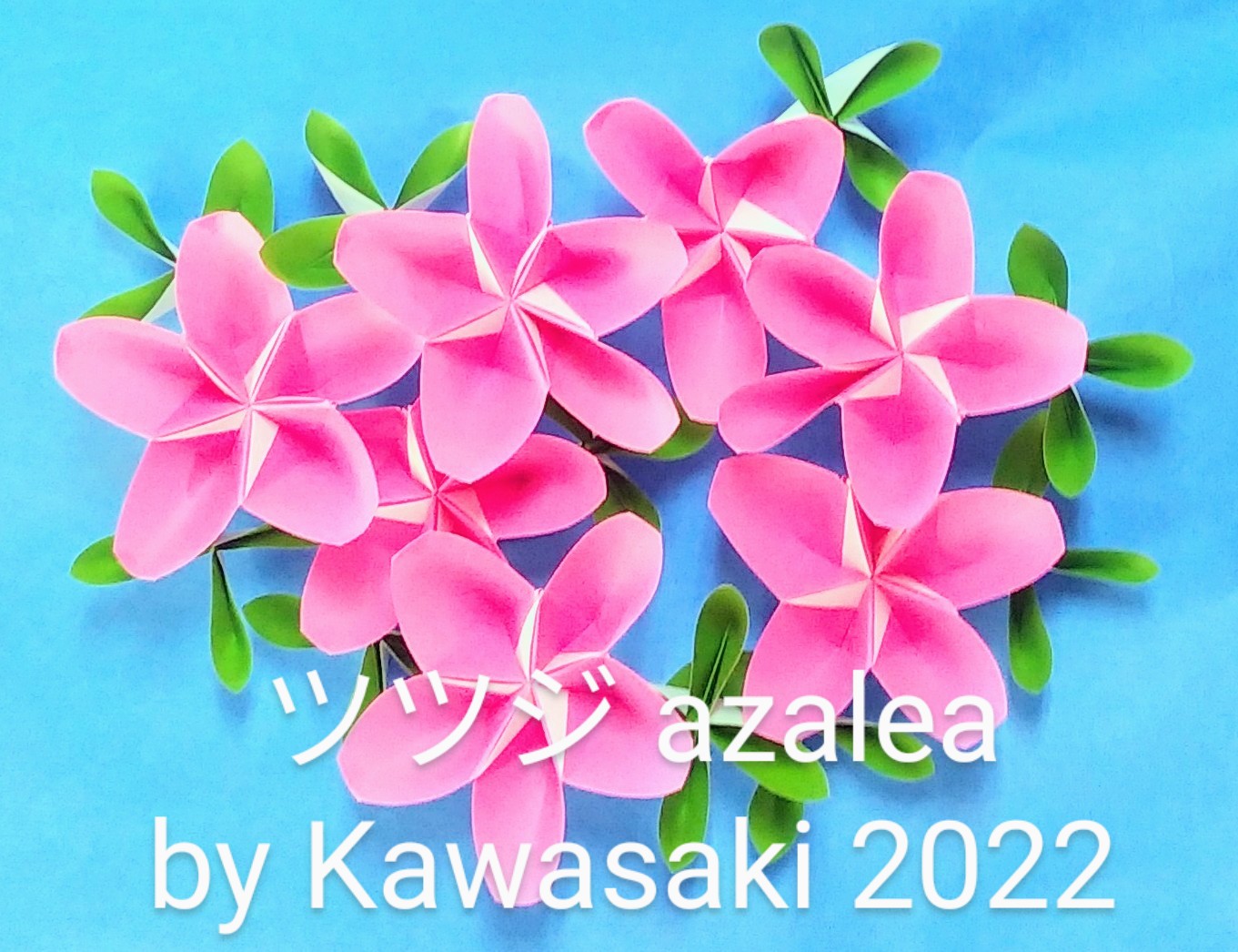 2022/11/24(Thu) 10:52「ツツジ azalea (作2022年11月24日7時26分） 」川崎敏和 T.Kawasaki
（創作者 Author：川崎敏和 T.Kawasaki,　製作者 Folder：川崎敏和 T.Kawasaki,　出典 Source：2022年川崎敏和折り紙キット Kawasaki origami kit 2022）
 【桜祭り】の姉妹作品です。1月23日16時24分に気づいた雄しべの折りだし方法と【ウクライナのひまわり】の花びらの折り技法で葉っぱの自然な折りと組みに成功しました。 