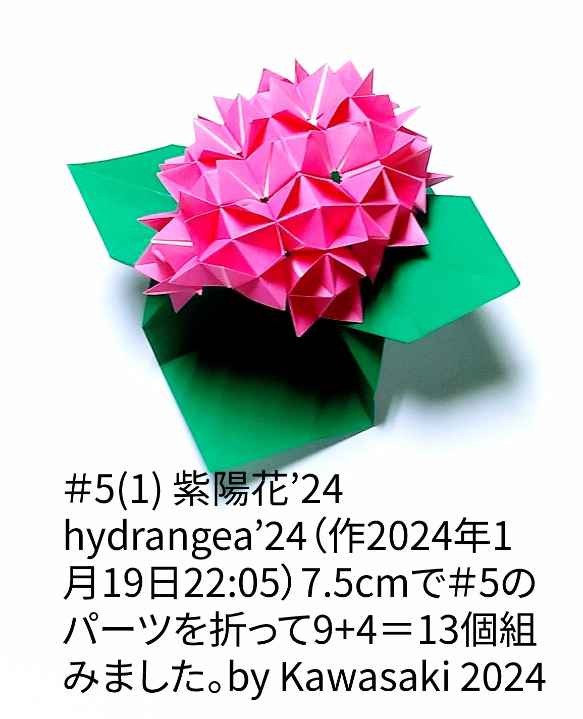 2024/01/19(Fri) 23:43「＃5(1) 紫陽花’24 hydrangea’24（作2024年1月19日22:05)」川崎敏和 T.Kawasaki
（創作者 Author：川崎敏和 T.Kawasaki,　製作者 Folder：川崎敏和 T.Kawasaki ,　出典 Source：2024年川崎敏和折り紙キット＃5）
 7.5cmで＃5のパーツを折って9+4＝13個組みました。by Kawasaki 2024
