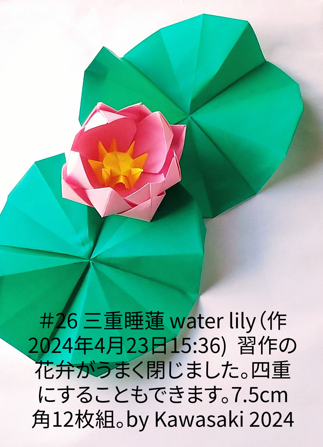 2024/04/24(Wed) 16:10「＃26 三重睡蓮 water lily（作2024年4月23日15:36)  」川崎敏和 T.Kawasaki
（創作者 Author：川崎敏和 T.Kawasaki,　製作者 Folder：川崎敏和 T.Kawasaki ,　出典 Source：2024年川崎敏和折り紙キット＃26）
 ＃26 三重睡蓮 water lily（作2024年4月23日15:36)  習作の花弁がうまく閉じました。四重にすることもできます。7.5cm角12枚組。by Kawasaki 2024