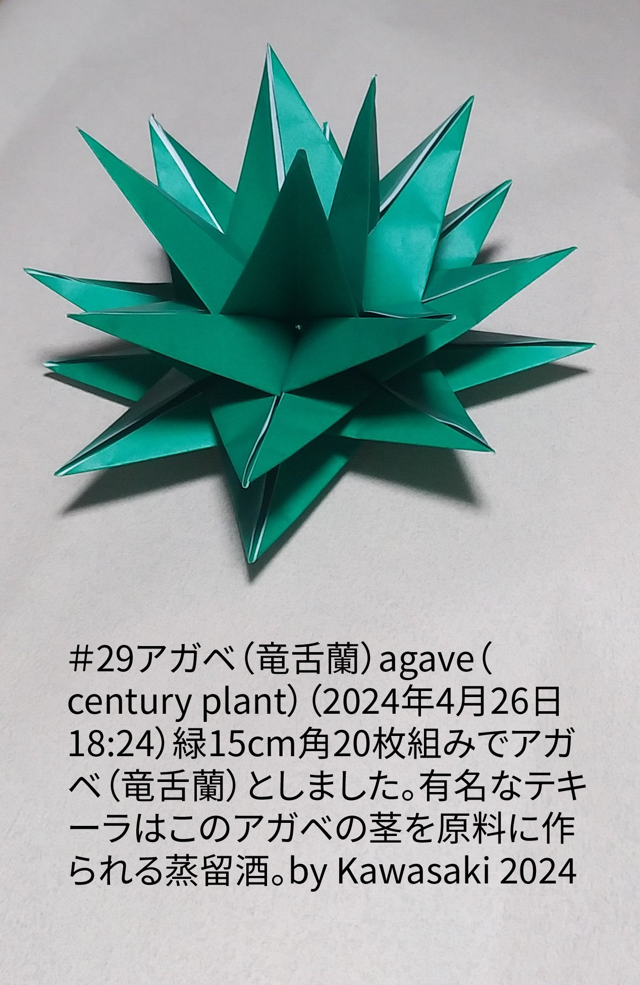 2024/04/26(Fri) 18:53「＃29アガベ（竜舌蘭）agave（century plant）（2024年4月26日18:24）」川崎敏和 T.Kawasaki
（創作者 Author：川崎敏和 T.Kawasaki,　製作者 Folder：川崎敏和 T.Kawasaki ,　出典 Source：2024年川崎敏和折り紙キット＃29）
 緑15cm角20枚組みでアガベ（竜舌蘭）としました。有名なテキーラはこのアガベの茎を原料に作られる蒸留酒。by Kawasaki 2024