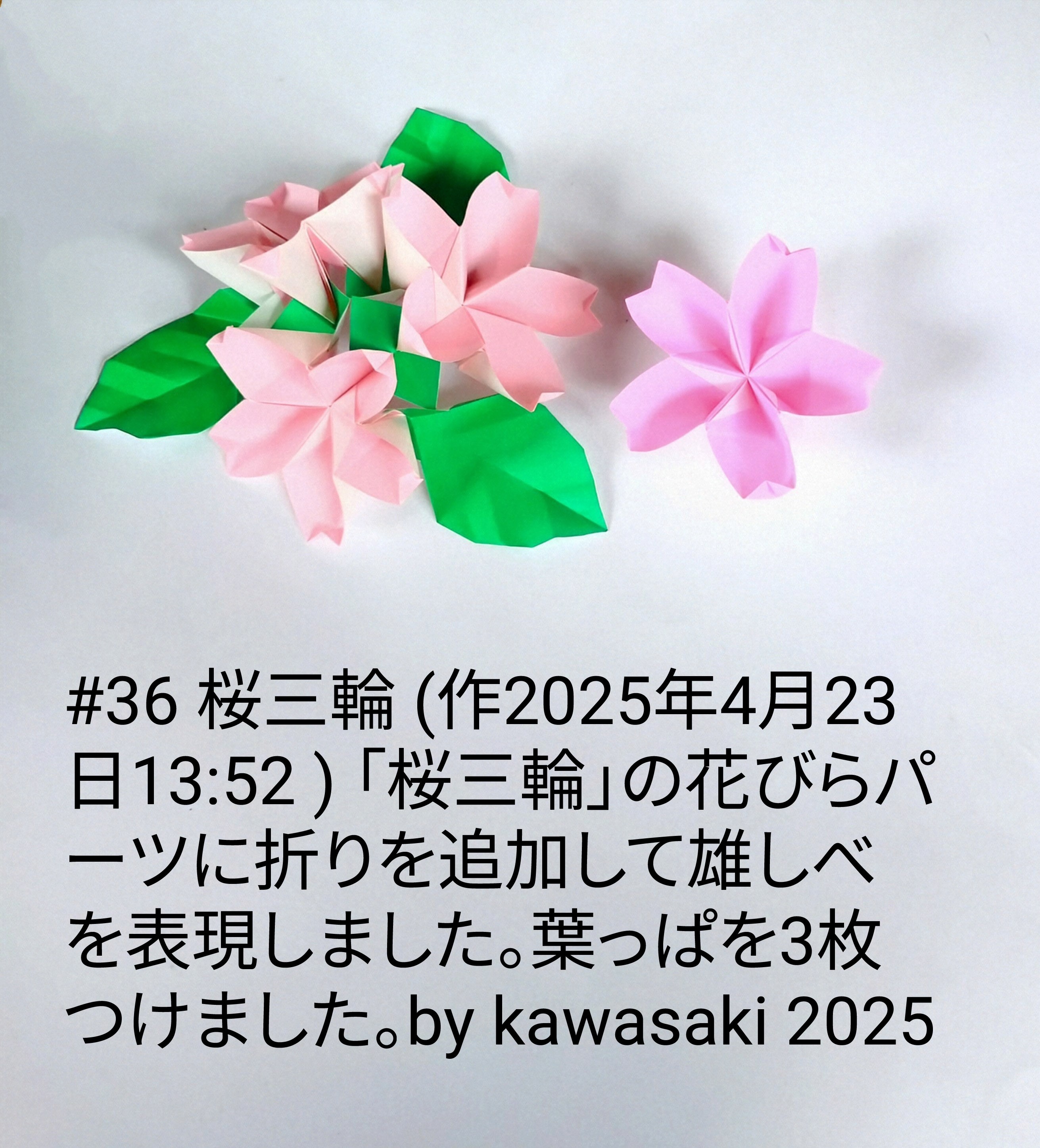 2025/04/23(Wed) 14:08「#36 桜三輪 (作2025年4月23日13:52 ) 」川崎敏和 Toshikazu Kawasaki
（創作者 Author：川崎敏和 Toshikazu Kawasaki,　製作者 Folder：川崎敏和 Toshikazu Kawasaki,　出典 Source：川崎折り紙キット2025＃36）
 「桜三輪」の花びらパーツに折りを追加して雄しべを表現しました。葉っぱを3枚つけました。右は白い雄しべが目立つように桃色で折りました。by kawasaki 2025